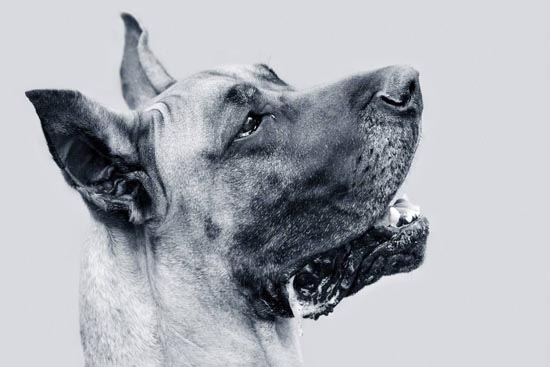 世界上最重的狗 全球体重最大的狗 常识问答 问答1000