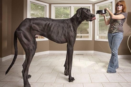 世界上最高大的狗 体型最高的狗 常识问答 问答1000