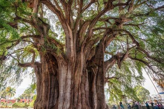 世界上最大、最粗的树
