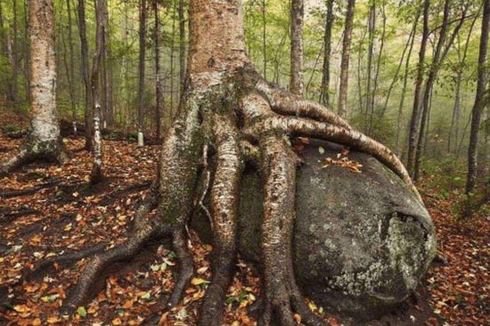 世界上最硬的树木？体重最重